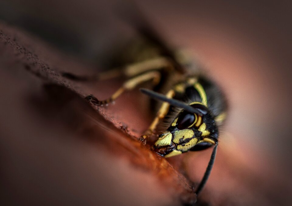 Macro close up foraging