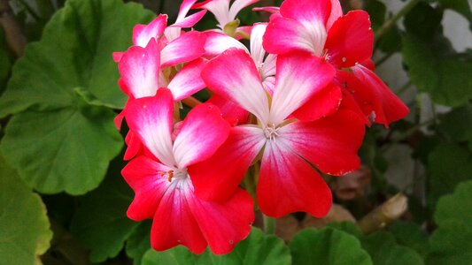 Flower bloom petal photo