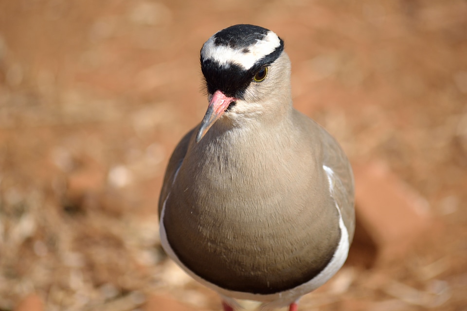 Wildlife south africa africa photo