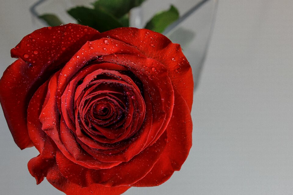 Romance floral affection
