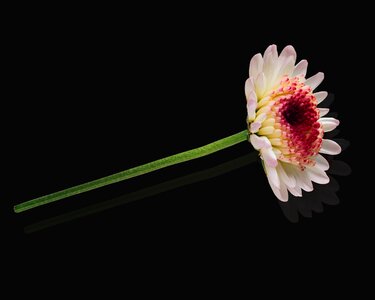 Summer petal flower reflection