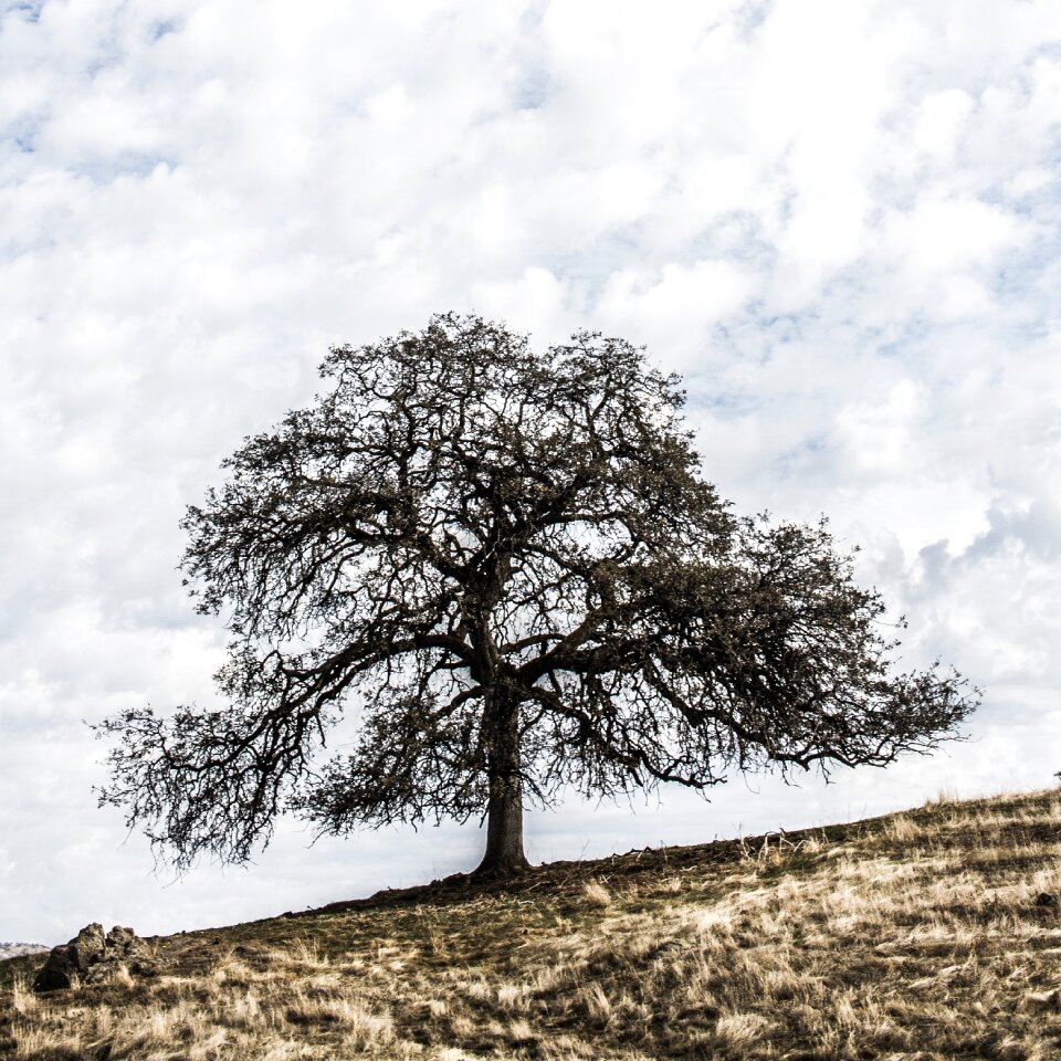 Alone nature photo