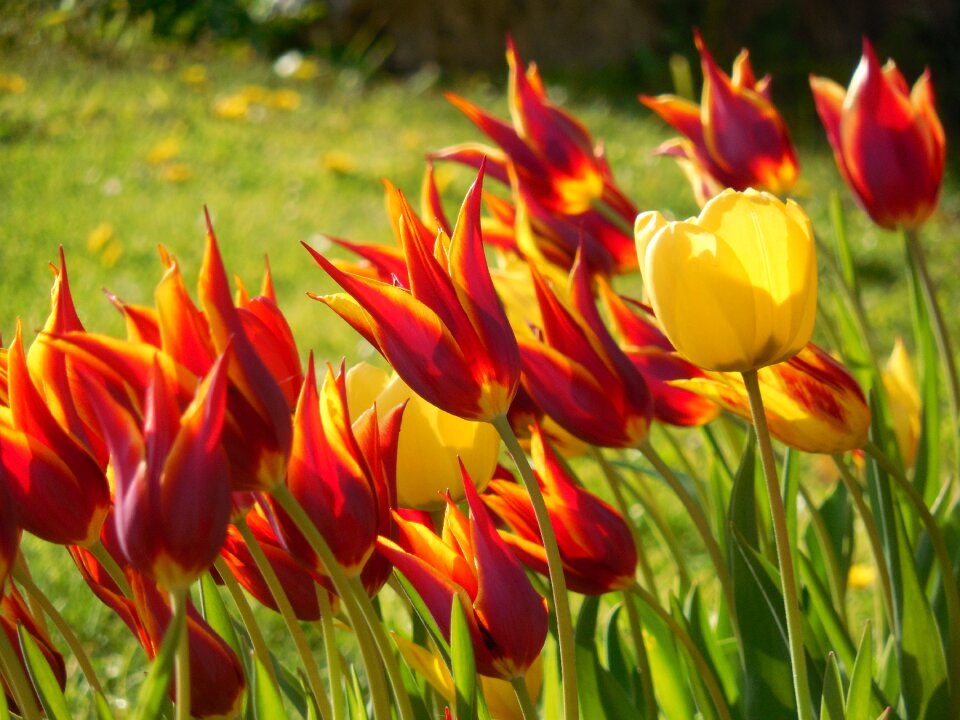 Bed garden spring