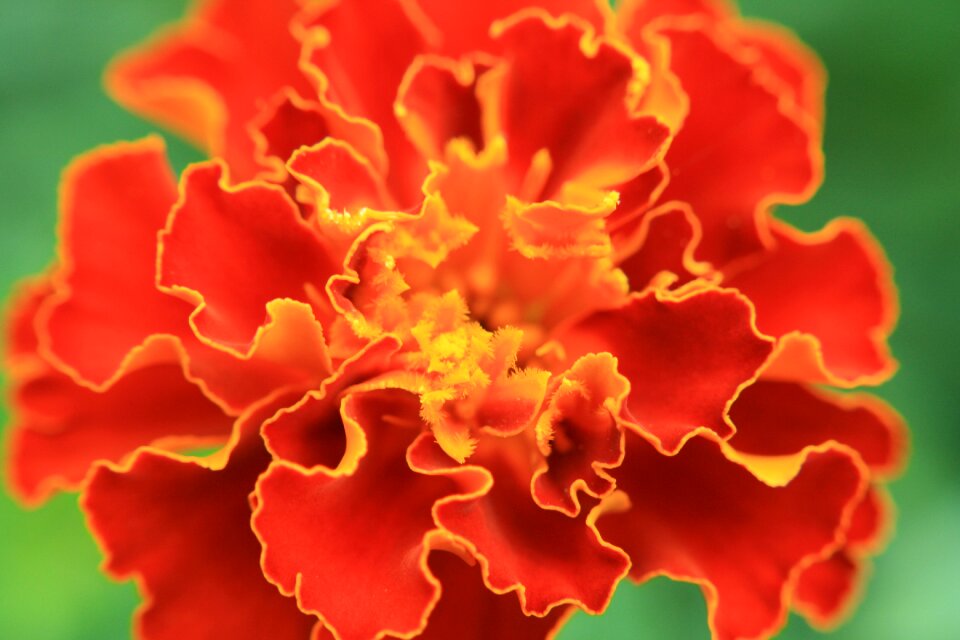 Flora close up orange photo