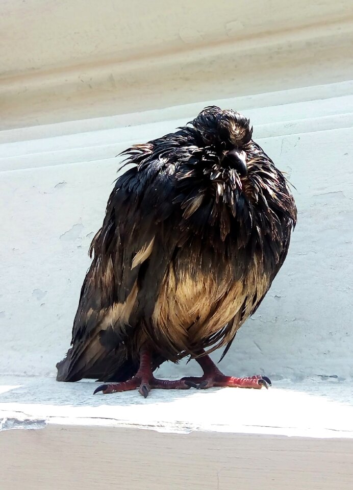 Wild animal bird feather