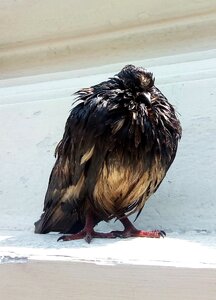 Wild animal bird feather