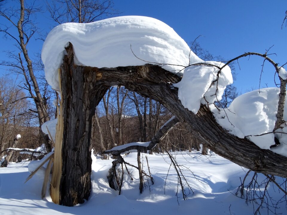 Tree birch snow photo