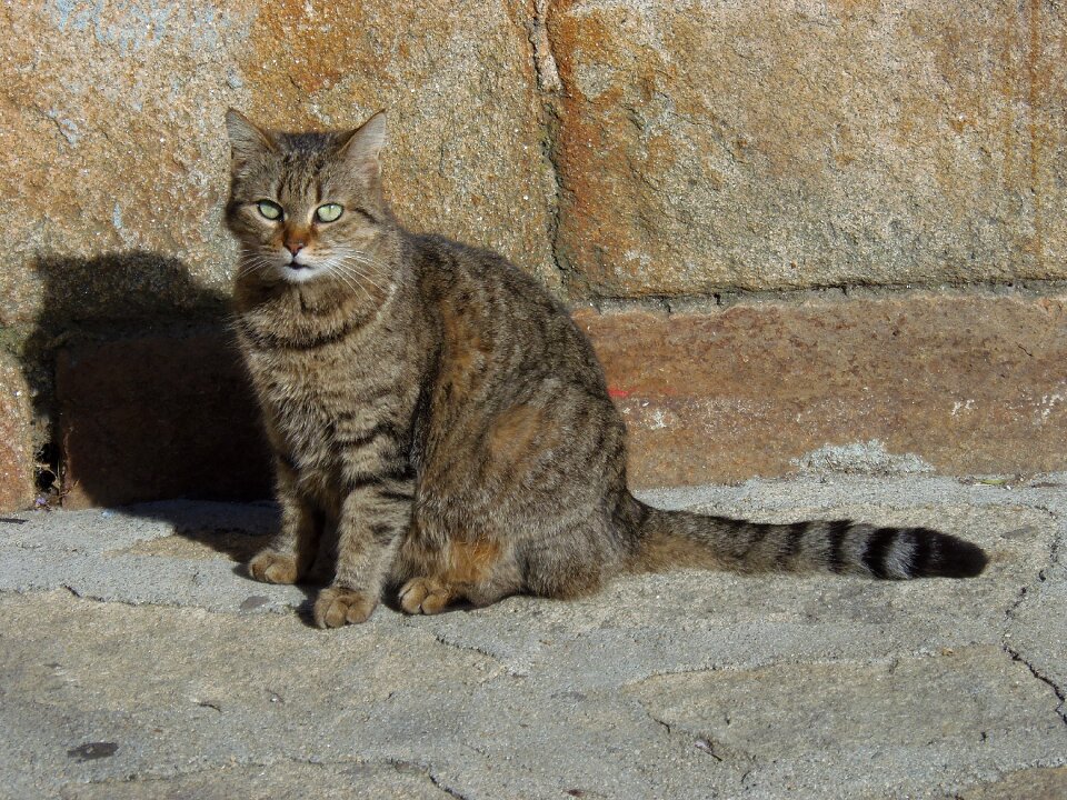 Sun feline pet