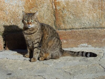 Sun feline pet
