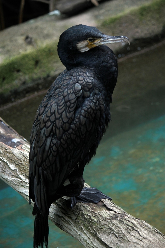 Fly wings feather