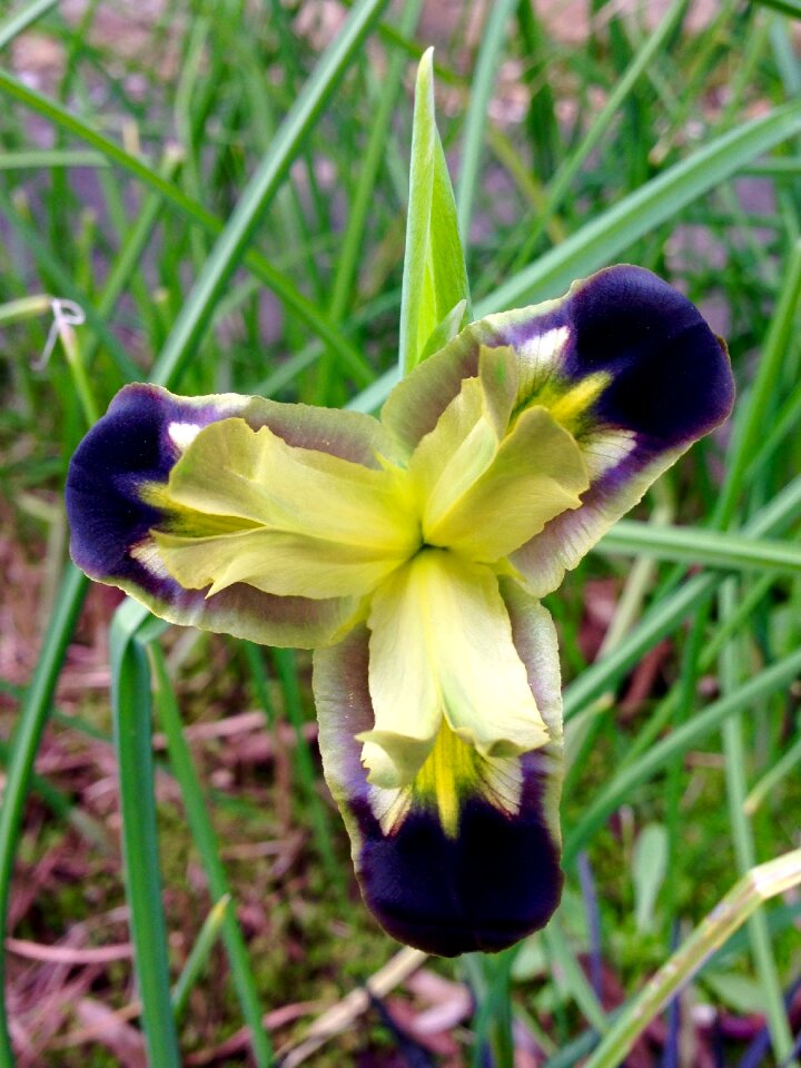 Spring grass botanical