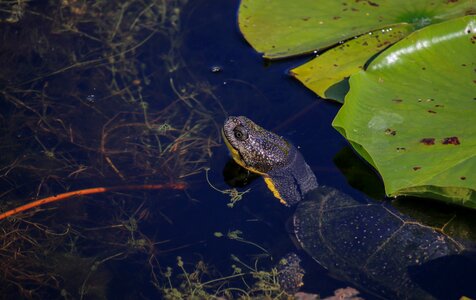River animal turtle