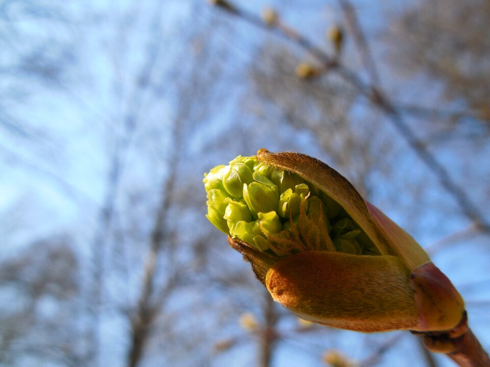 Nature tree branch