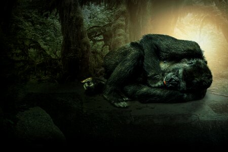 Gorilla wallpaper background photo