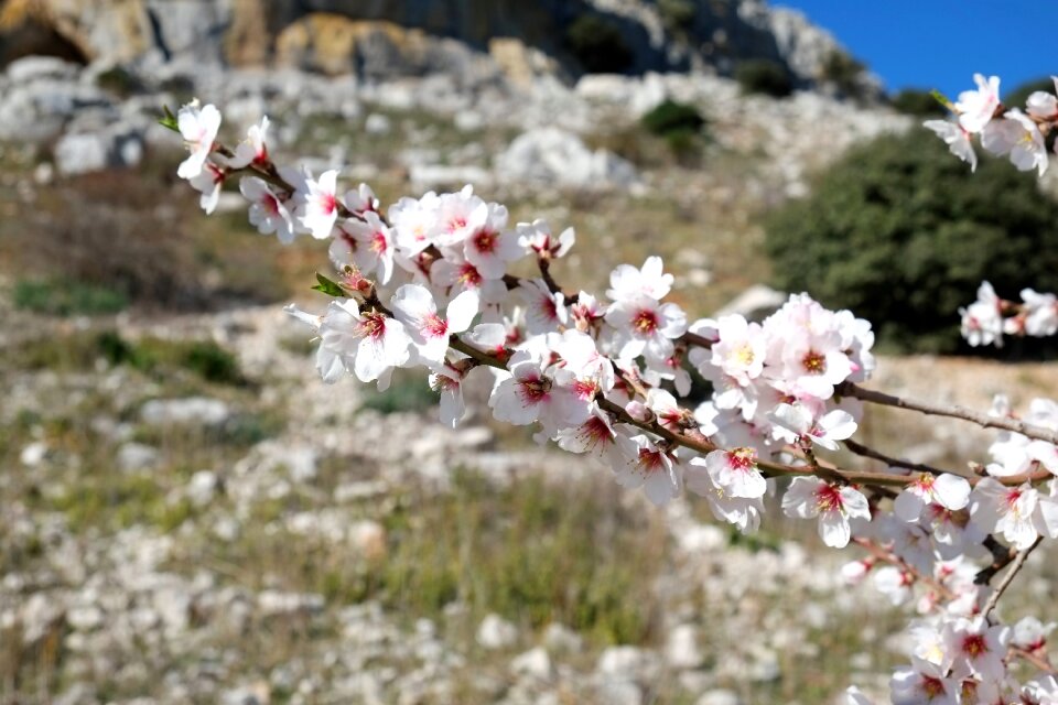 Bloom spring flower almond tree