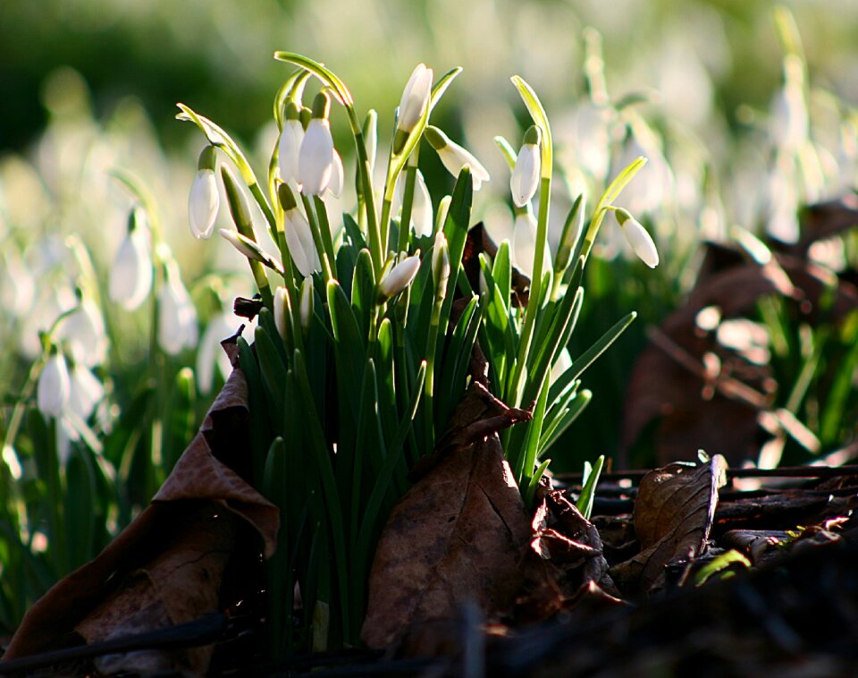 Growth snowdrop flower
