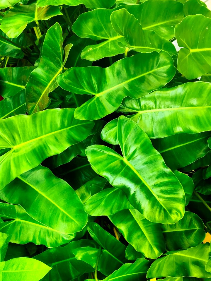 Growth nature freshness