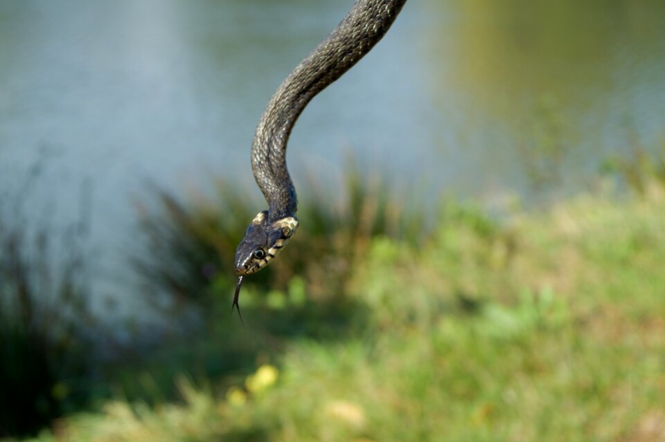 Snake nature slovakia