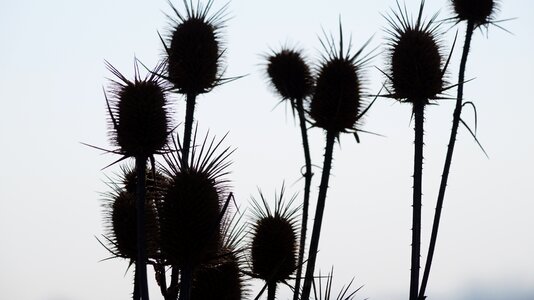 Winter dry thistle slovakia