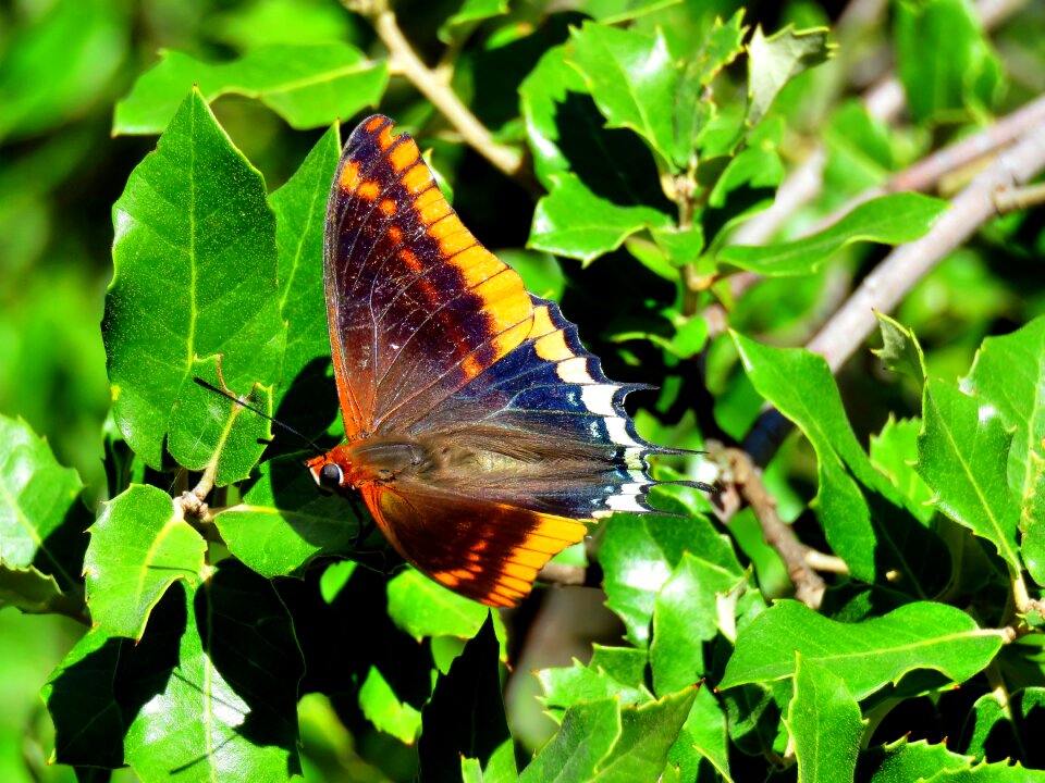 Nature butterfly wing