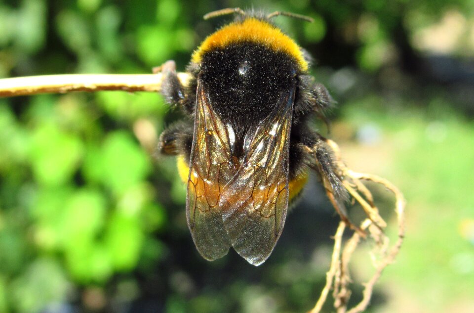 Animalia wild life pollination