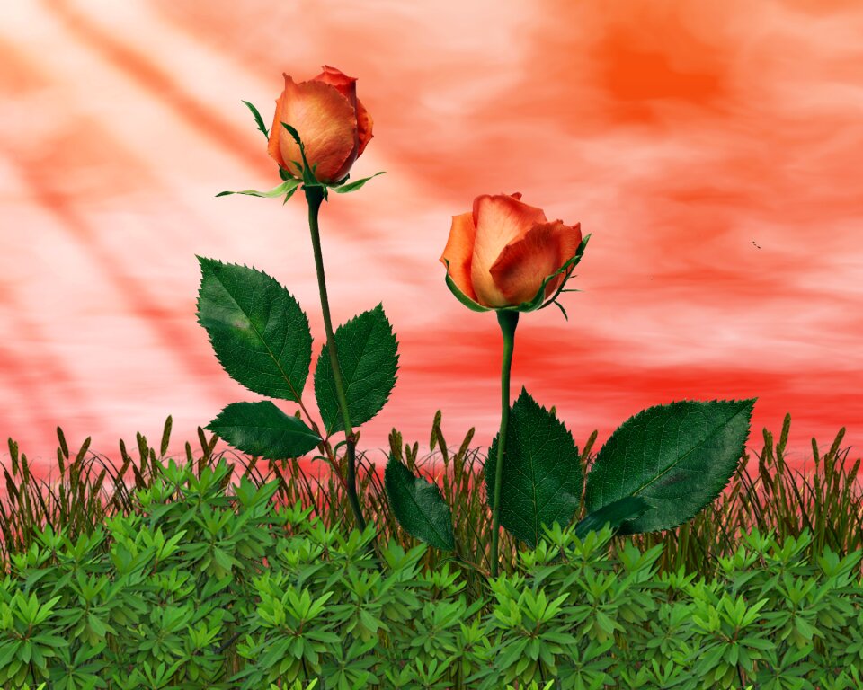 Plant petal flowers
