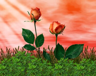 Plant petal flowers