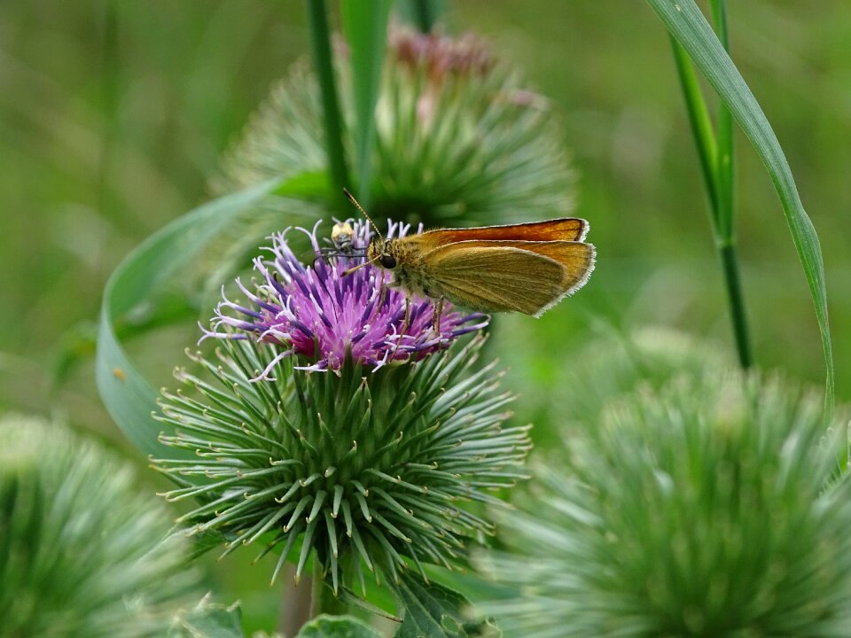 Insect flower flora