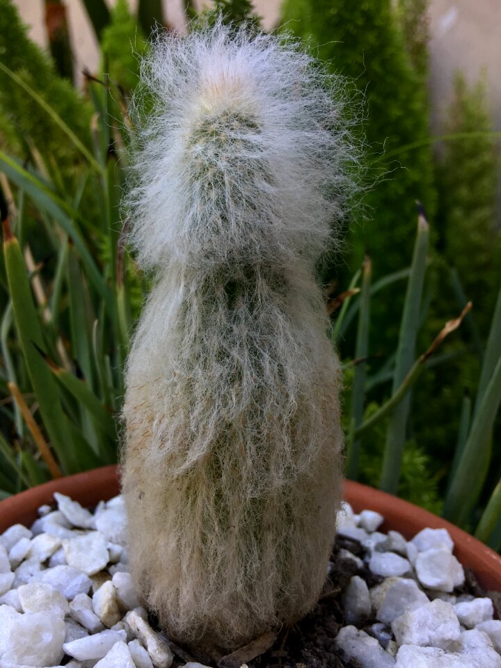 Nature desert plant vegetable
