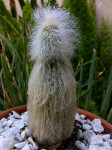 Nature desert plant vegetable