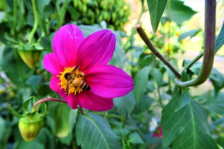Flower summer bee photo