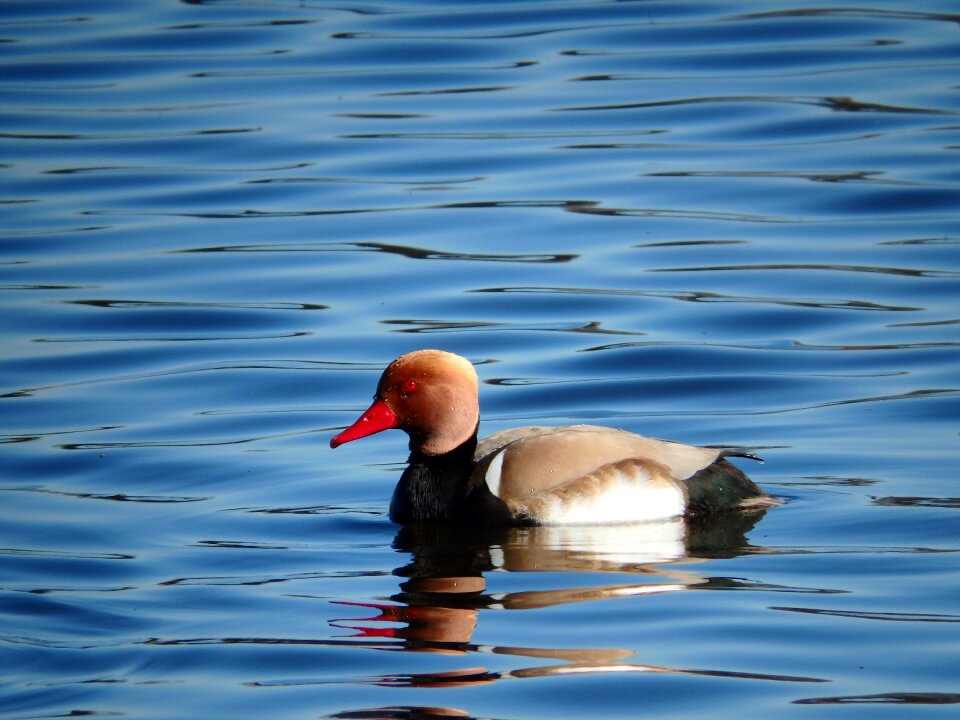 Nature no person lake