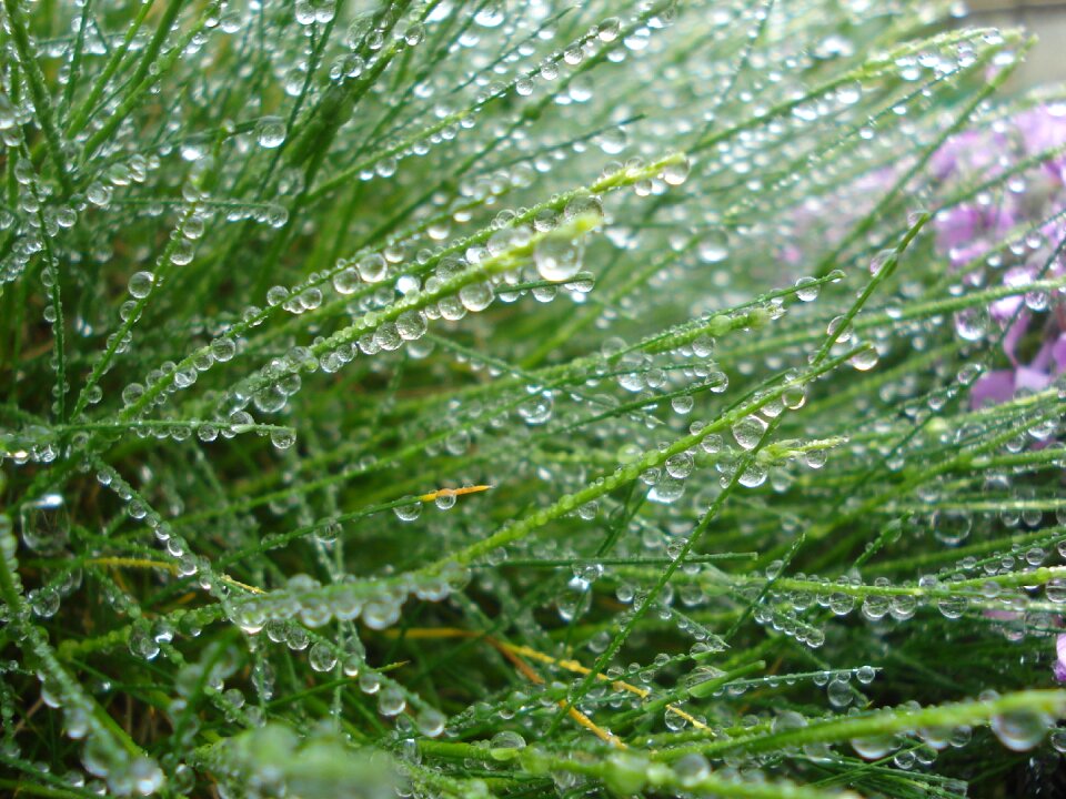 Fresh pearl dew