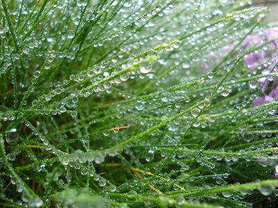 Fresh pearl dew