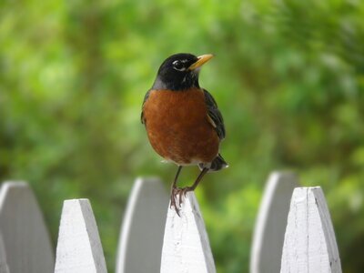 Bird wildlife outdoors