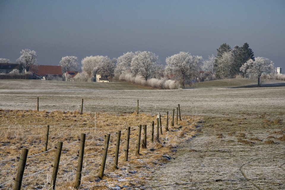 Tree landscape winter