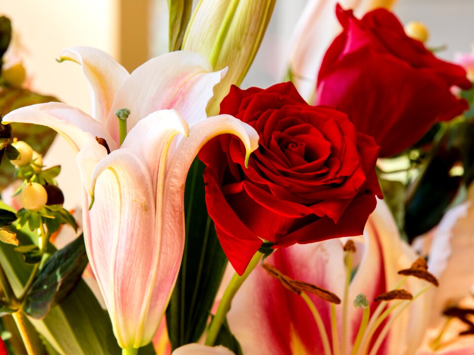 Tulip flora blooming