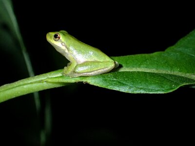 Amphibious fauna no person