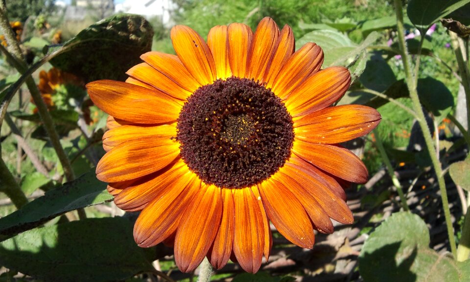 Summer garden sunflower