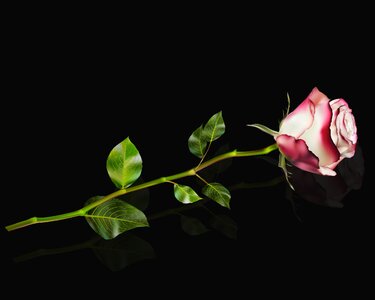 Plant love pink reflection