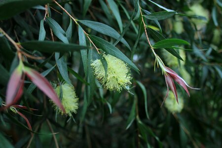 Callistemon salignus willow-like cylinder cleaner myrtaceae