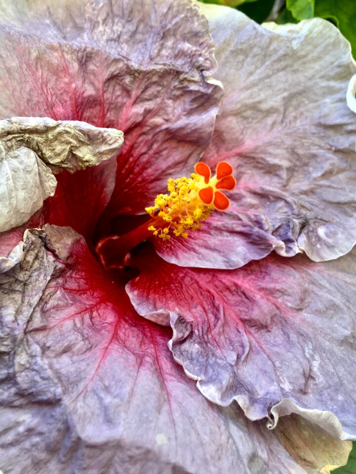 Spring flower nature