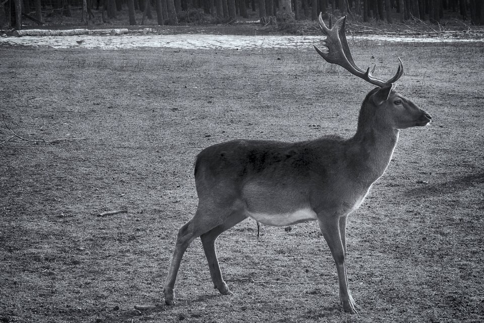 Bock antler fallow deer