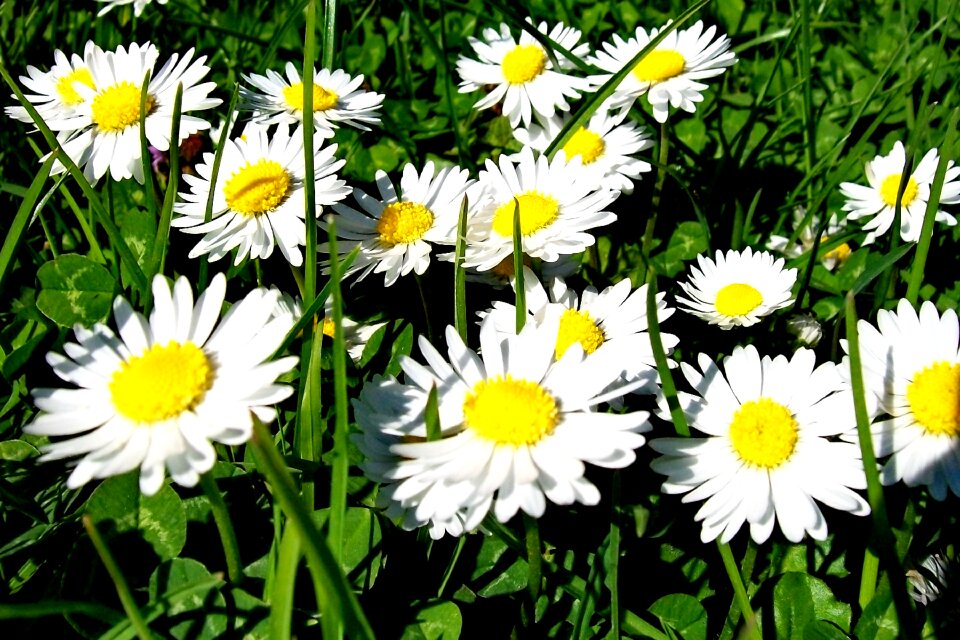 Summer daisy daisies