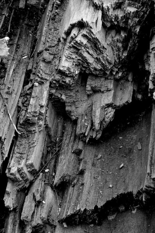 Nature monochrome wood