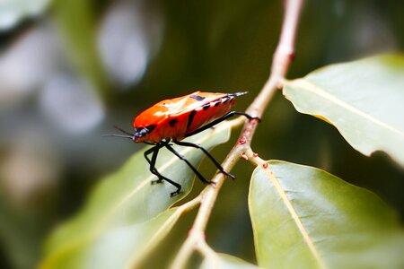 Outdoors closeup wildlife photo