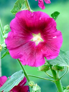 Petals flowering botany