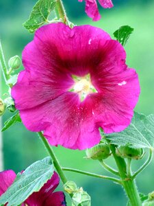 Petals flowering botany photo