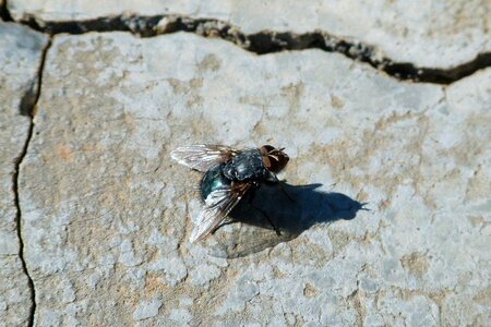 Fly vironera gadfly botfly photo