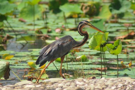 Nature wildlife water